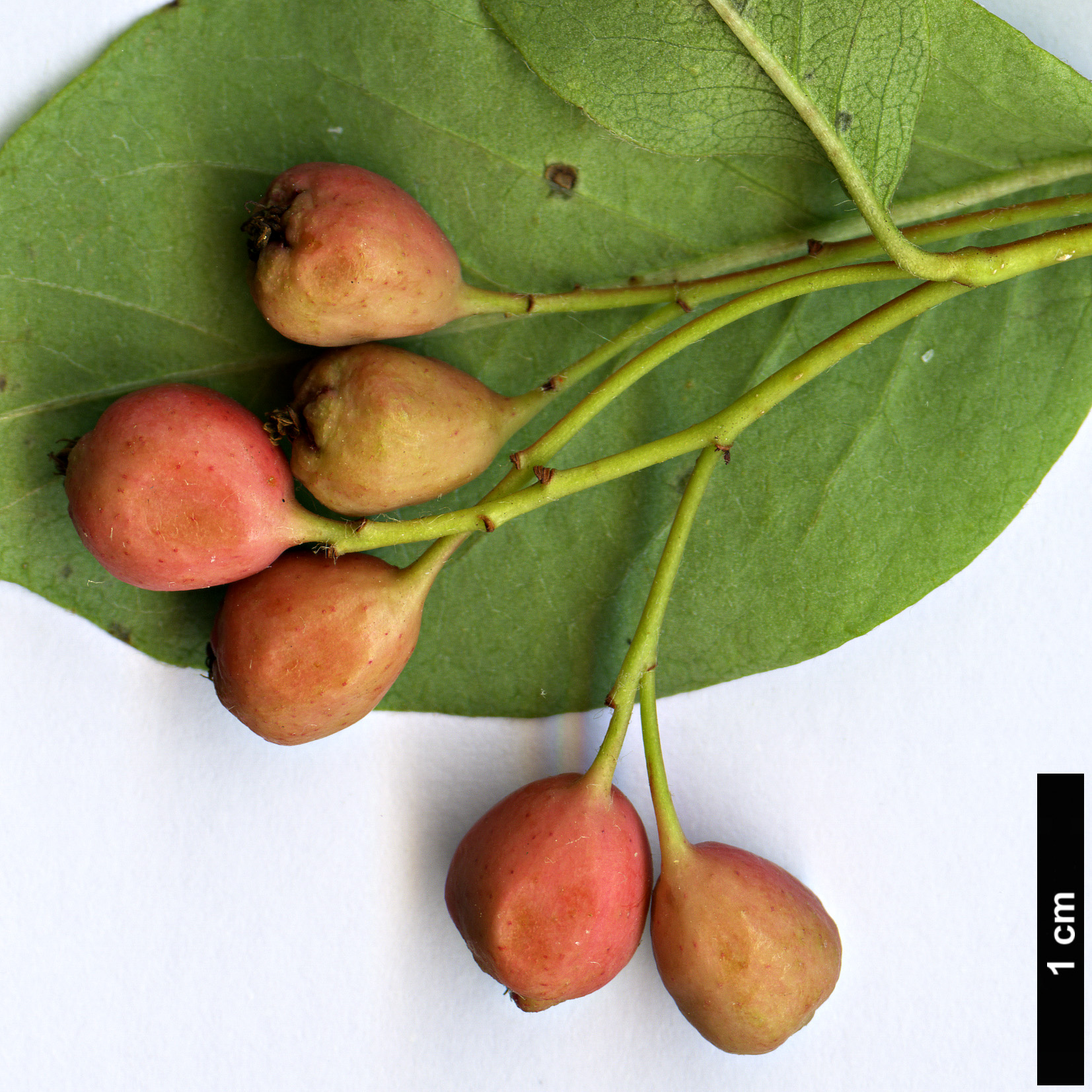 High resolution image: Family: Rosaceae - Genus: Cotoneaster - Taxon: roseus